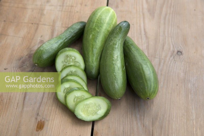 Cucumber 'Green Fingers'
