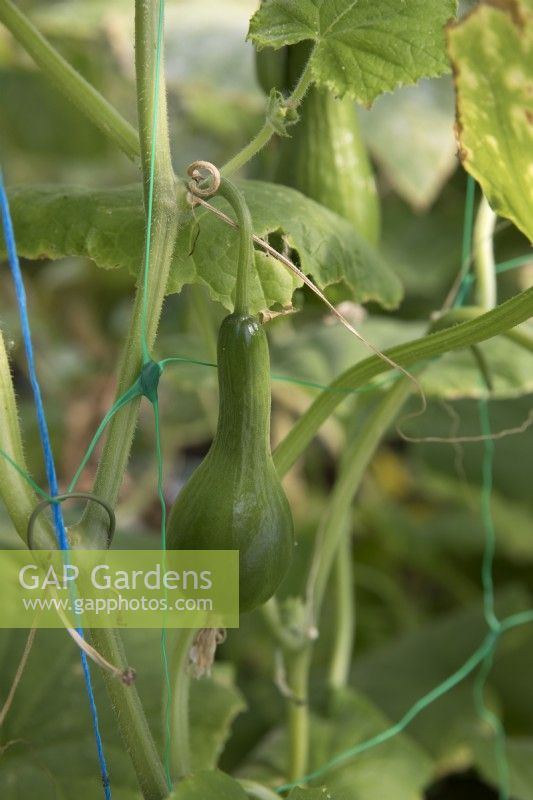 Problems with misshaped cucumbers, possibly from lack of pollination or irregualr feeding
