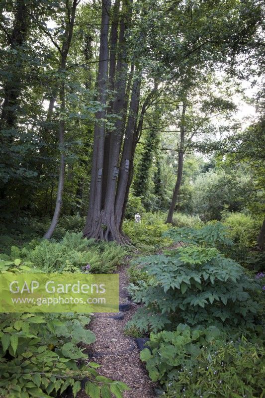 Pathway through naturalistic woodland garden with balck alder trees