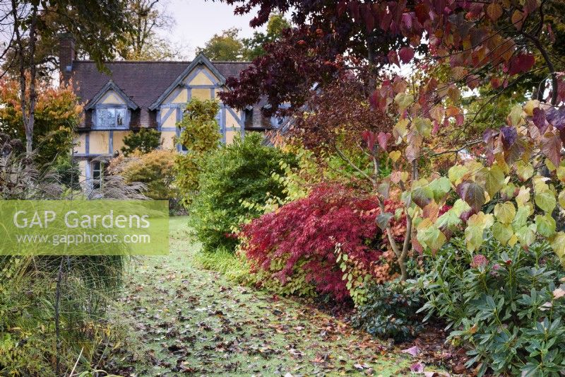 Border of Cercis canadensis 'Forest Pansy', acers and cornus at Wild Thyme Cottage in November