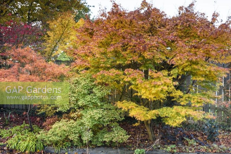 A border of maples in the front garden of Wild Thyme Cottage in November