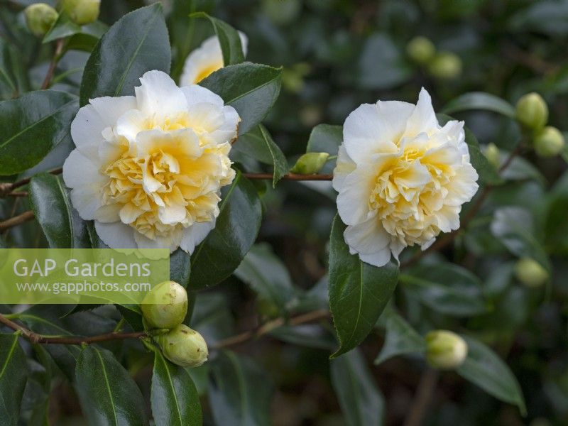 Camellia x williamsii 'Jurys Yellow' 