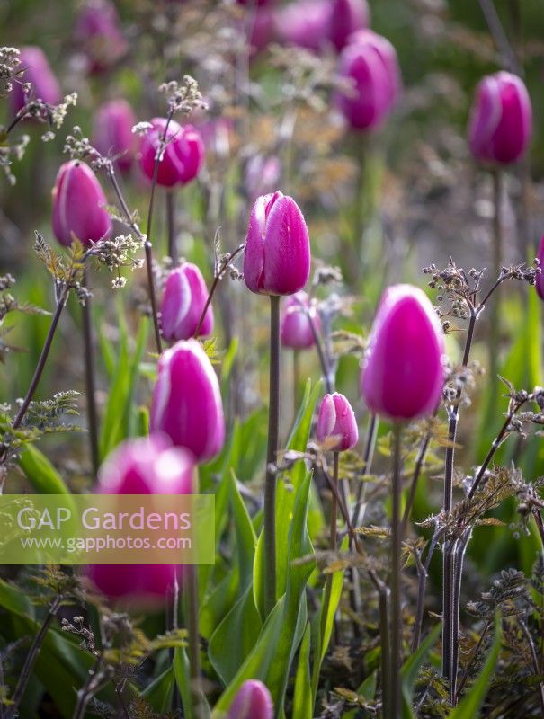 Tulipa 'Valentine' growing with Anthriscus sylvestris 'Ravenswing' - Purple leaved cow parsley