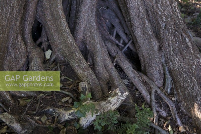 Large roots of black alder tree