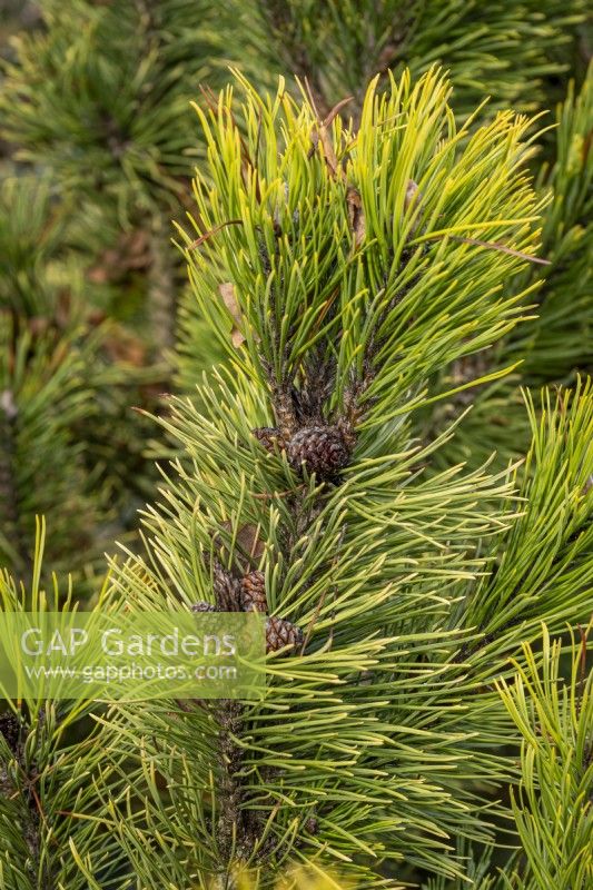 Pinus mugo 'Winter Sun'