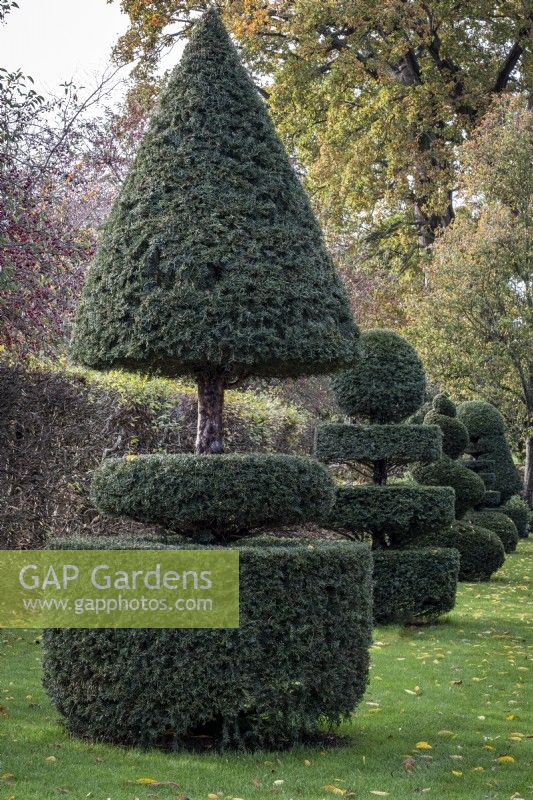 Topiary Yew bushes at Wisley Gardens, Surrey