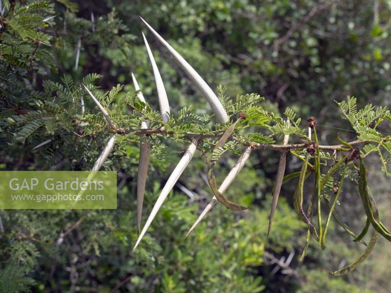  Acacia karroo  Sweet thorn Cape Region South Africa