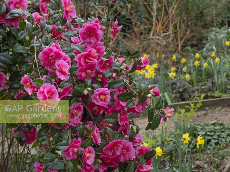 Camellia japonica and  Narcissus  February Norfolk