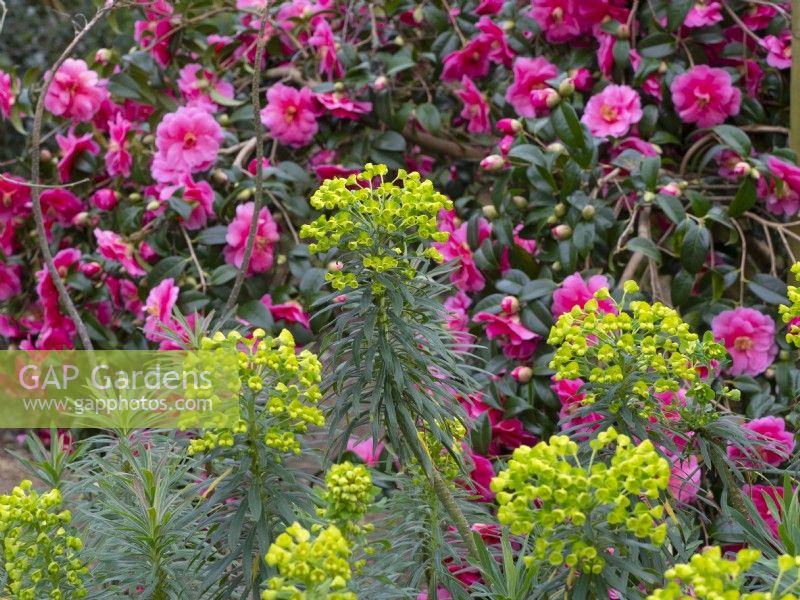 Euphorbia characias 'Portuguese Velvet' and Camellia japonica Late February