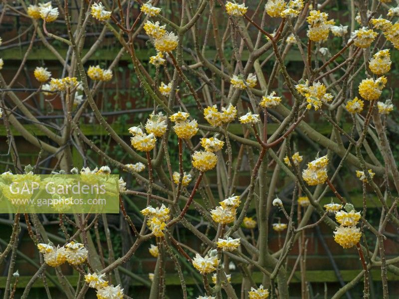 Edgeworthia chrysantha - paperbush  February 