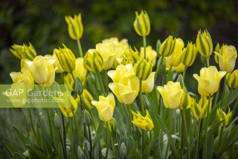 Tulip 'World Friendship', 'Green Mile' and Evergreen'