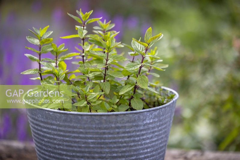 Mentha piperita - Black peppermint - in a metal container