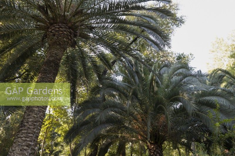 Date palms, Phoenix dactylifera, grow amongst other trees and shrubs in the Parque de Maria Luisa, Seville, Spain. September