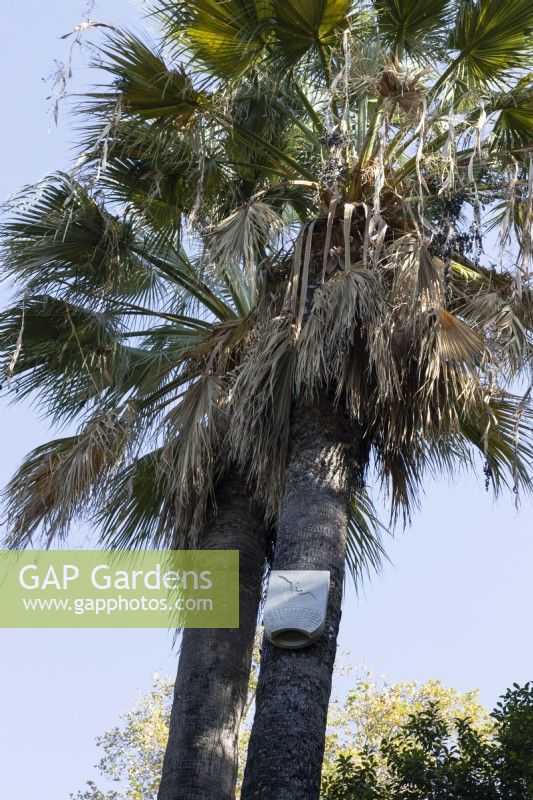 A bat box on the trunk of a palm tree in the Parque de Maria Luisa, Seville, Spain. September
