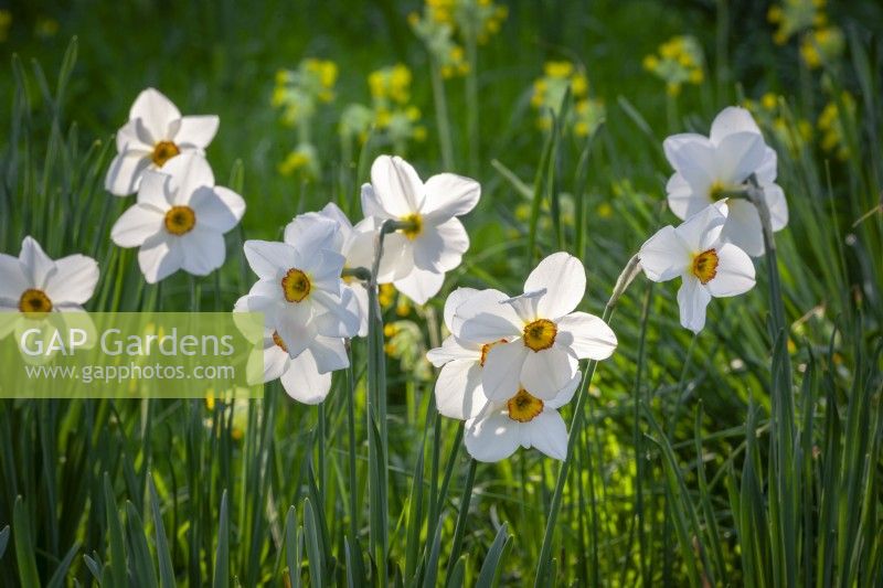 Narcissus 'Actaea' growing in the grass with Primula veris - cowslips - in the background
