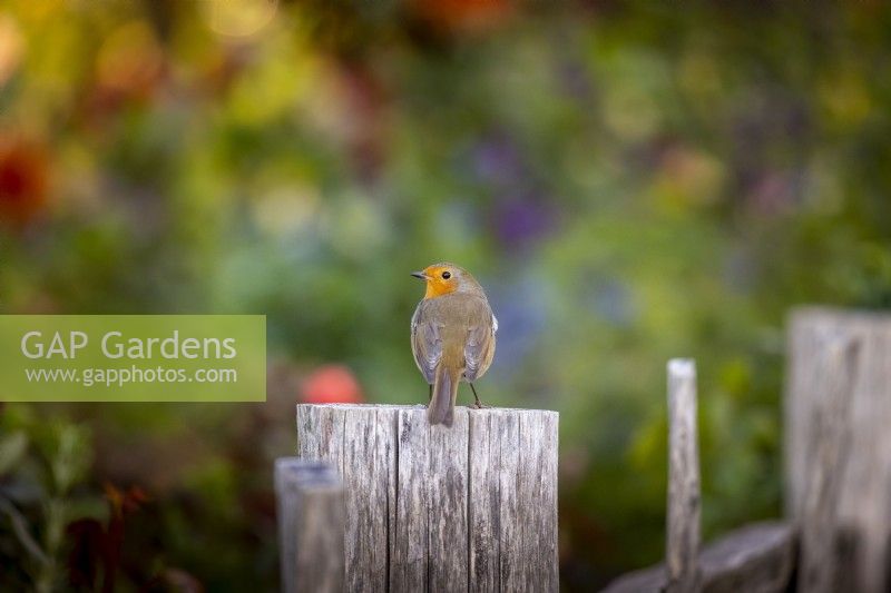 Robin on fence post