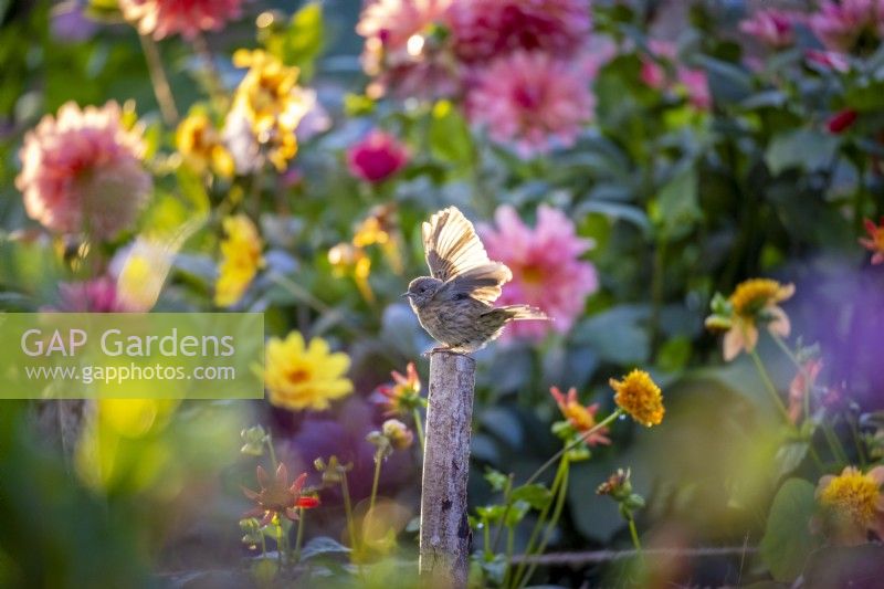 Baby robin on post in dahlia bed