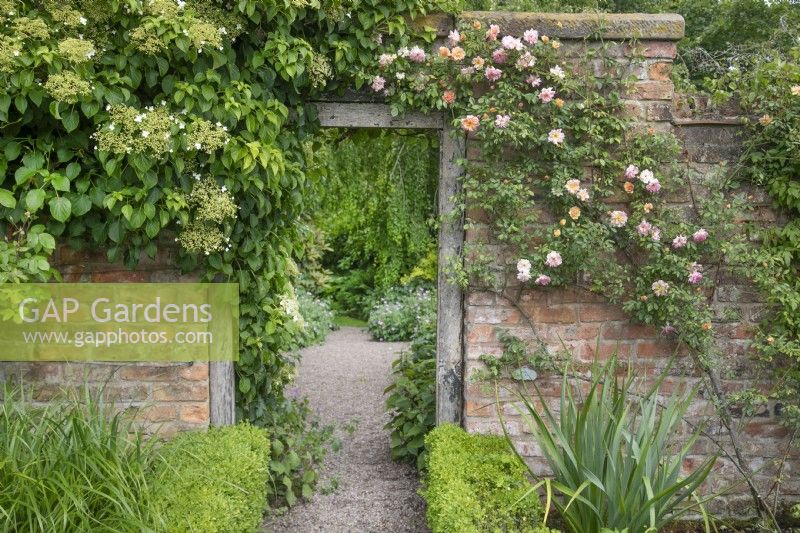 Rosa 'Phyllis Bide', and Hydrangea petiolaris climbing on an old wall at Wollerton Old Hall, June 