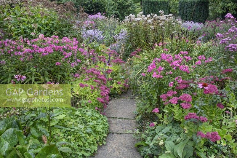 Mixed border of pink and purple perennials at Winterbourne Botanical Garden, September