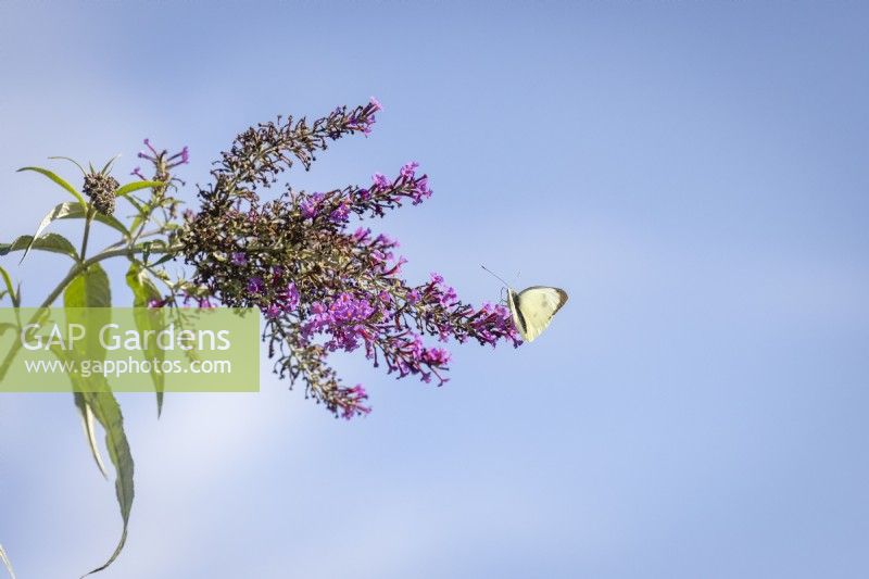 Pieris brassicae - Large Cabbage White butterfly - on buddleia