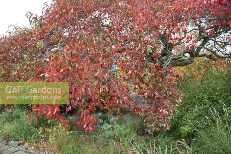 Nyssa sylvatica at Winterbourne Botanical Gardens, November