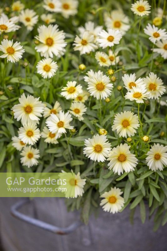 Coreopsis UpTick Cream - UpTick Series - in a metal container