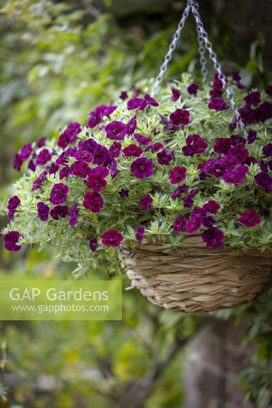 Calibrachoa 'Double Can-Can Wine Red' in a woven hanging basket