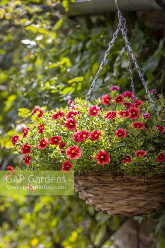 Calibrachoa Can Can 'Orange Punch' in a woven hanging basket