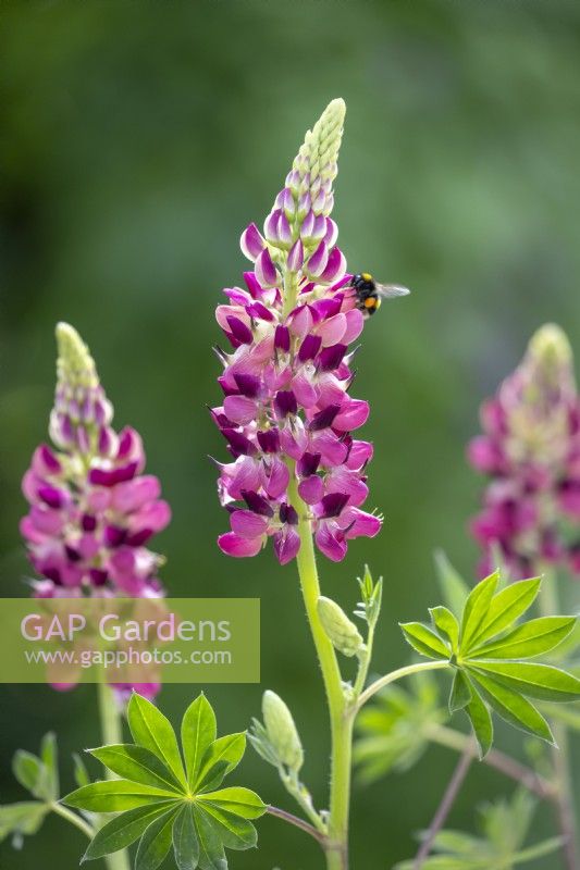 Lupinus 'Gallery Red' Gallery series - with bumblebee