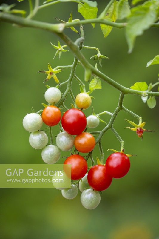 Solanum lycopersicum 'Micro Cherry' - Tomato