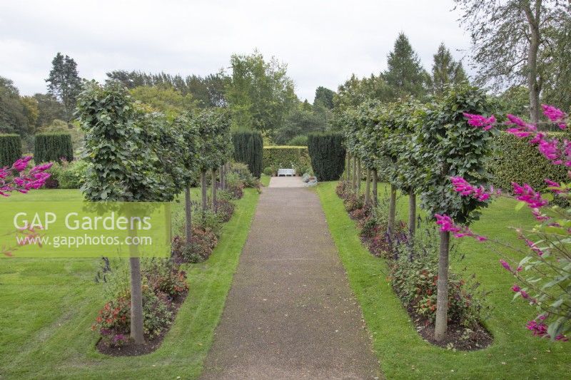 Pleached lime avenue at Winterbourne Botanical Garden, September