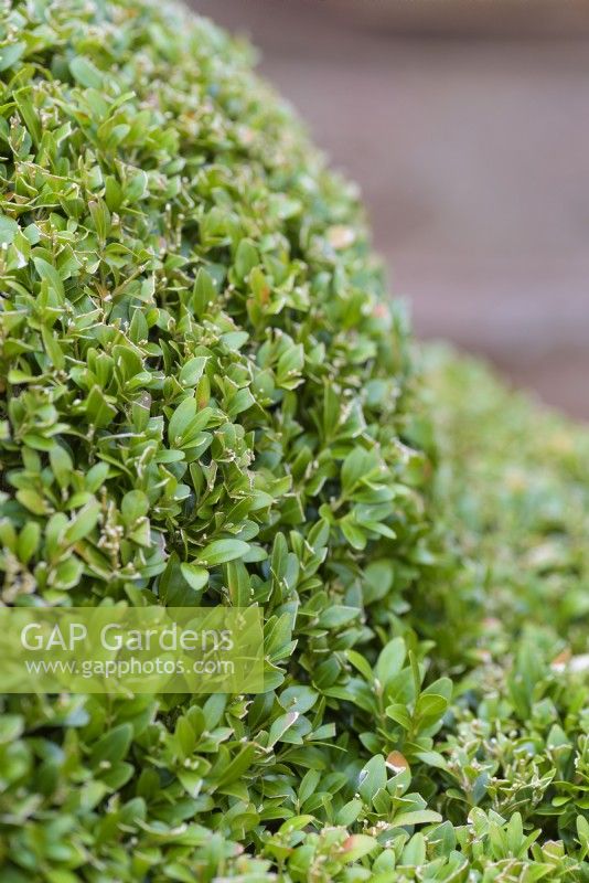 Clipped box, Buxus sempervirens, in January
