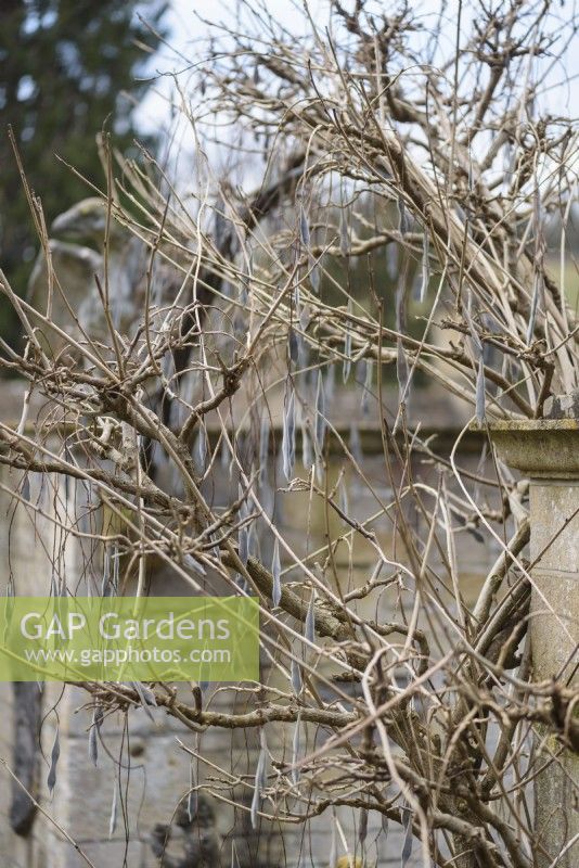 Wisteria seed pods in January