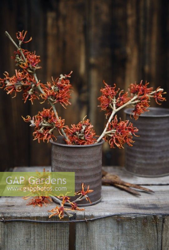 Branches of Hamamelis x intermedia 'Friesia' in a rusty metal pot with Hamelis x intermedia 'Gingerbread' at the front on a wooden crate.