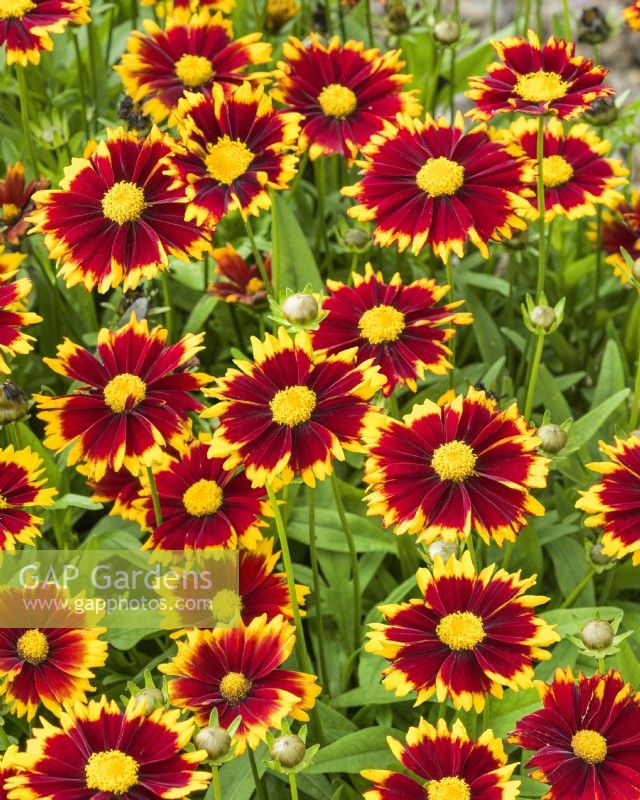 Coreopsis UpTick Red, summer July