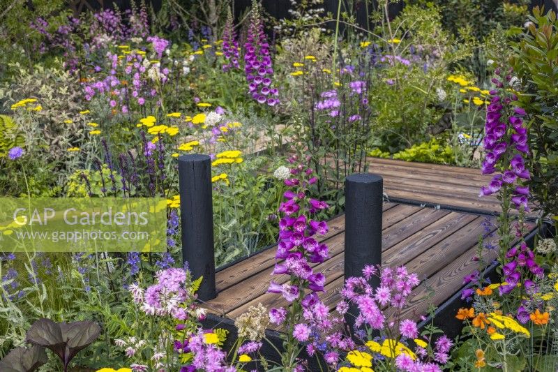 Charred wooden boardwalk set among dense planting with flowering Digitalis purpurea, Achillea 'Moonshine' and Lychnis flos-cuculi 'Petite Jenny'. June, Designer: Robert Moore, Bord Bia Bloom 2023