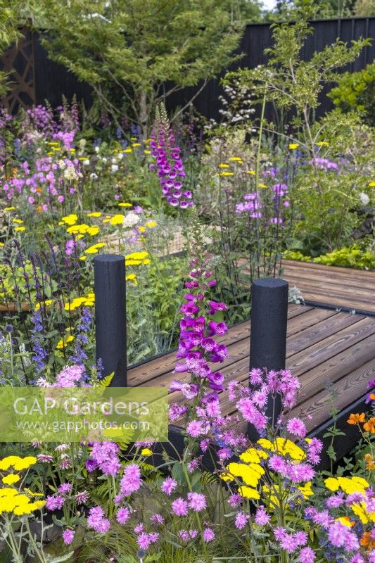 Charred timber boardwalk set among dense planting with flowering Digitalis purpurea, Achillea 'Moonshine' and Lychnis flos-cuculi 'Petite Jenny'. June, Designer: Robert Moore