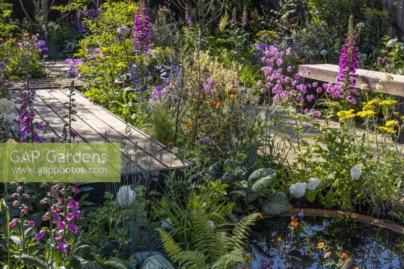 The wooden boardwalk goes through dense plantings of flowering perennials with Digitalis purpurea, Lychnis flos-cuculi 'Petite Jenny' and stops at a corten water bowl surrounded by ferns and brunneras. June, Designer: Robert Moore, Bord Bia Bloom 2023