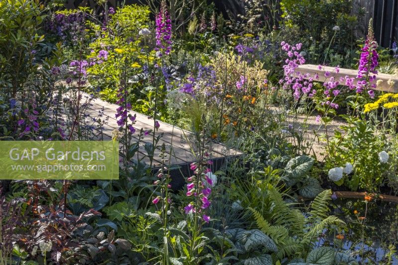 A summer colourful bed with flowering perennials: Digitalis purpurea, Lychnis flos-cuculi 'Petite Jenny' and ornamental leaves surround a wooden boardwalk. Designer: Robert Moore