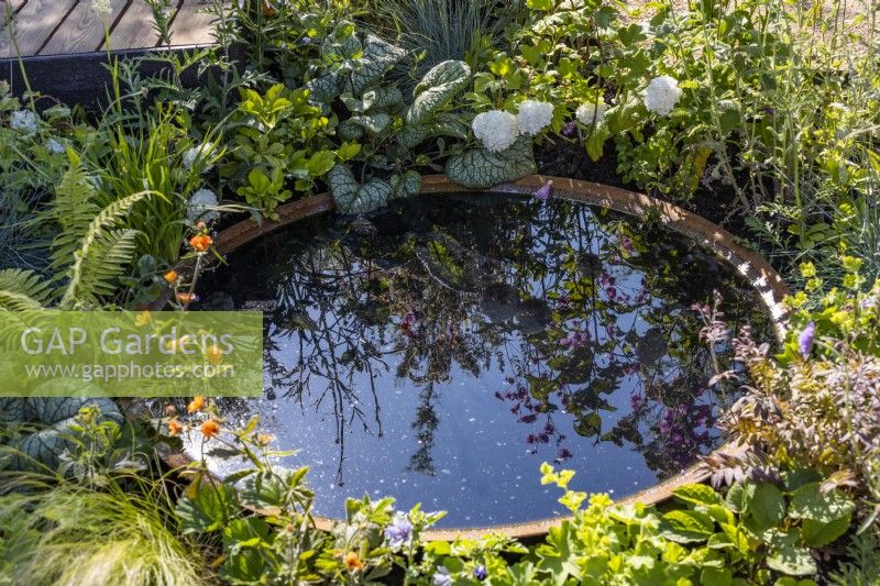 Reflections in a corten water bowl surrounded by flowering perennials and ornamental foliage Brunnera macrophylla 'Jack of Diamonds'