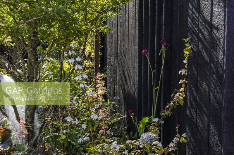 Summer border with Viburnum opulus 'Compactum', Cirsium rivulare 'Atropurpureum' and Fagus sylvatica 'Asplenifolia' along a charred wooden fence. June 