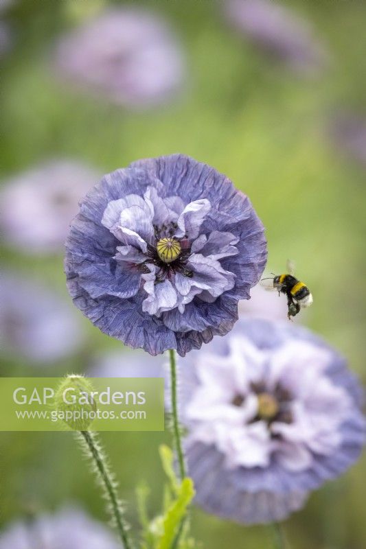 Papaver rhoeas 'Amazing Grey' - annual poppy - with bumblebee in flight