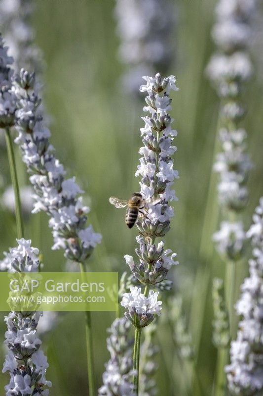 Bee landing on Lavandula angustifolia 'Eidelweiss White' syn. Lavandula angustifolia 'Hidcote White' pro parte - Lavender