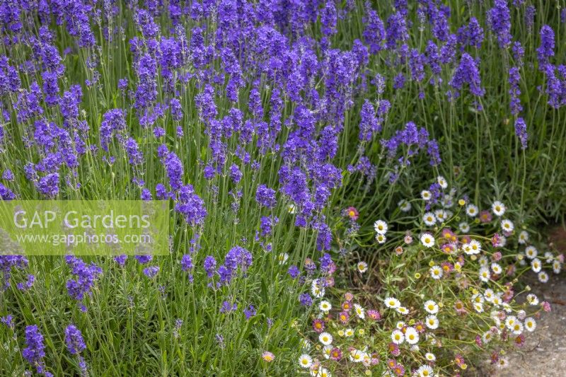 Lavandula angustifolia 'Hidcote' - English lavender with Erigeron karvinskianus syn. mucronatus - Mexican daisy