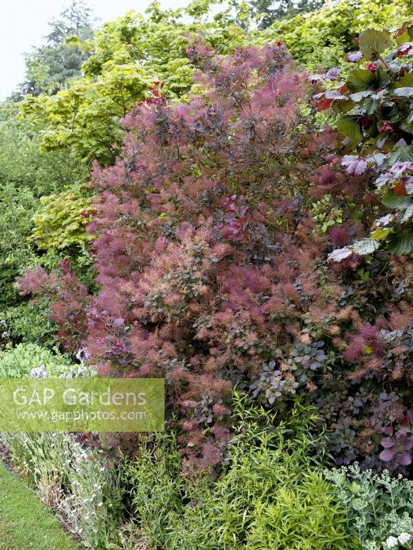 Flowering Cotinus coggygria at back of a border, spring May