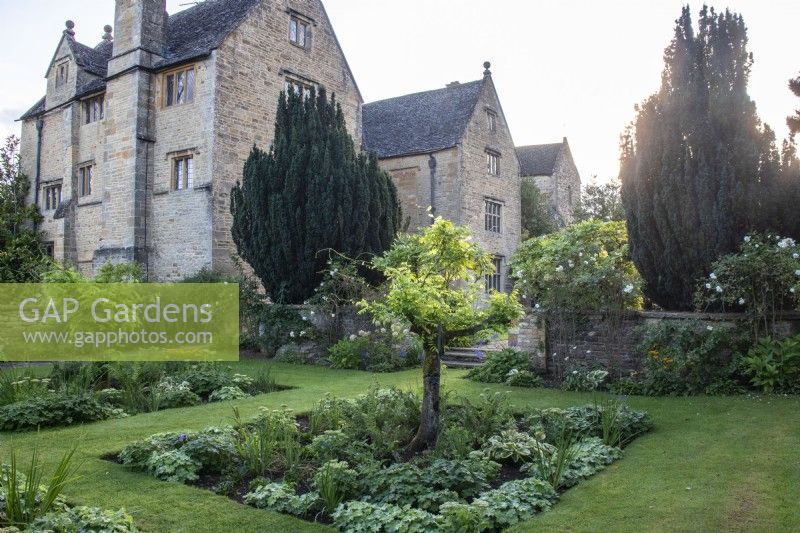 The Four Squares garden at The Manor, Little Compton, with formal beds set into grass and planted with standard Wisteria sinensis 'Alba' underplanted with Achemilla mollis.