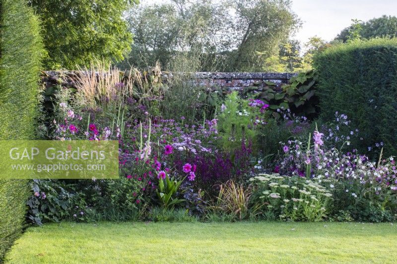 The pink section of The Palette, colour-themed borders at The Manor, Little Compton with anemone, dahlias, salvia and cosmos.
