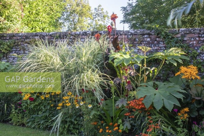 The summer borders in the Swimming Pool Garden at The Manor, Little Compton. Planting includes Miscanthus sinensis 'Variegatus', cannas, ligularia and Tetrapanex 'Rex'.