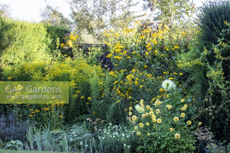 The yellow section of The Palette, colour-themed borders at The Manor, Little Compton with  dahlias, solidago, and coreopsis.
