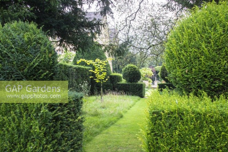 A mown grass path runs between shaped yew hedges and through long grass in The Tea Garden, one of many garden rooms at the Arts and Crafts garden at The Manor, Little Compton.